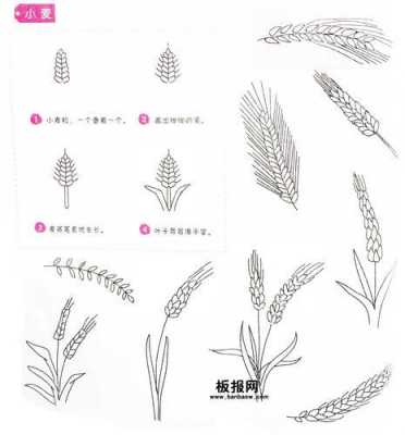 小麦过程画（小麦如何画?）-图2