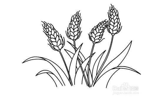 小麦过程画（小麦如何画?）-图3