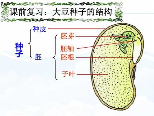 种子结构发育的过程（种子的发育与结构图）-图1