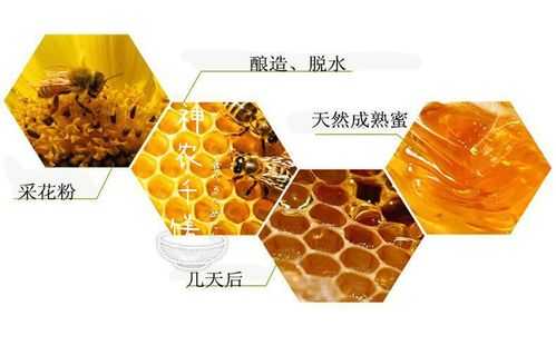 蜜蜂酿造蜂蜜的过程（蜜蜂酿蜜过程简述）-图1