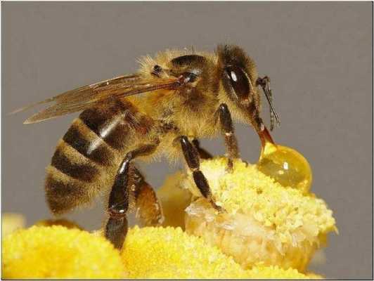 蜜蜂酿造蜂蜜的过程（蜜蜂酿蜜过程简述）-图3