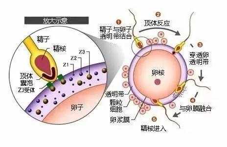 精子受孕过程图解（受精过程科普）-图2