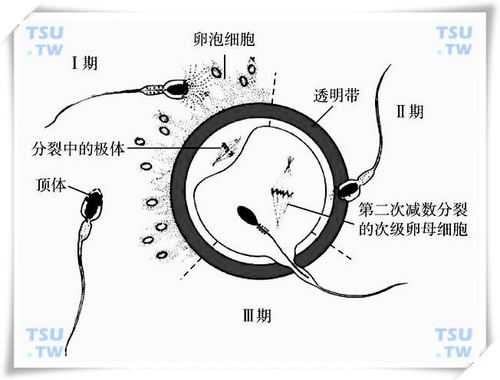 精子受孕过程图解（受精过程科普）-图3