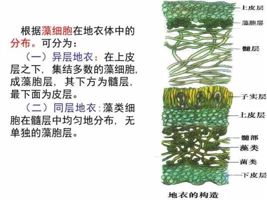 植物的进化过程（地衣植物的进化过程）-图3