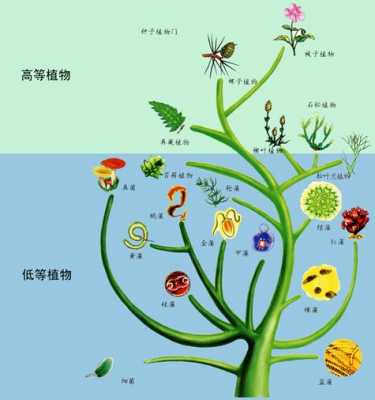 植物的进化过程（地衣植物的进化过程）-图2