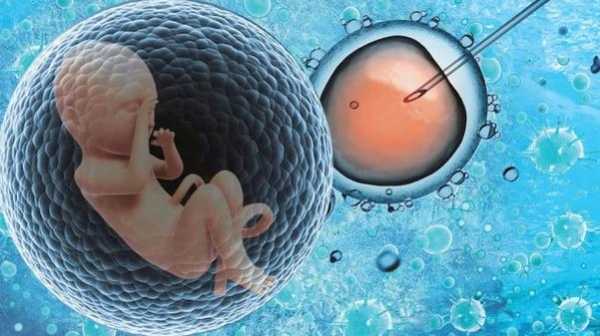 做试管婴儿的过程（做试管婴儿的过程中阳过,胚胎会有影响吗?）-图1