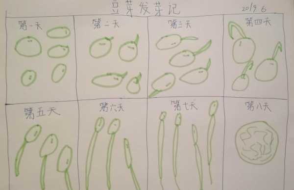 绿豆发芽过程观察图片（绿豆发芽过程观察图片简笔画）-图2