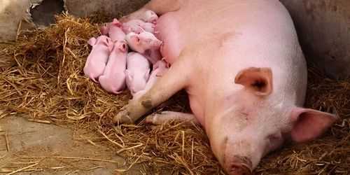 母猪生产的过程（母猪生产小猪的全过程）-图1