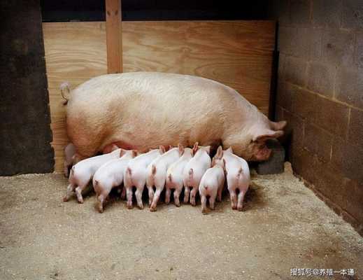 母猪生产的过程（母猪生产小猪的全过程）-图2