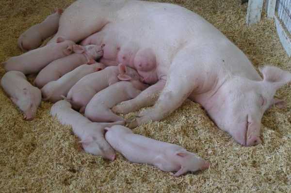 母猪生产的过程（母猪生产小猪的全过程）-图3