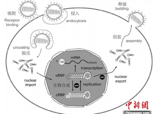 病毒形成的过程图解（病毒形成的过程图解）-图3