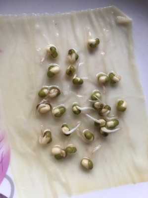 豆芽成长过程变化（豆芽成长后的样子）-图1
