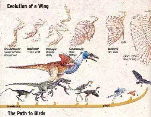 恐龙演变鸟的过程（恐龙演变鸟类）-图2