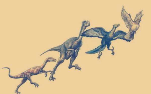 恐龙演变鸟的过程（恐龙演变鸟类）-图3