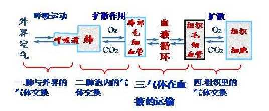 氧气在体内过程（氧气在身体里面的行走过程）-图1