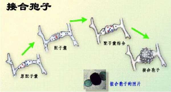 接合孢子的形成过程（接合孢子的形成过程是）-图1