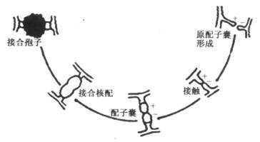接合孢子的形成过程（接合孢子的形成过程是）-图3