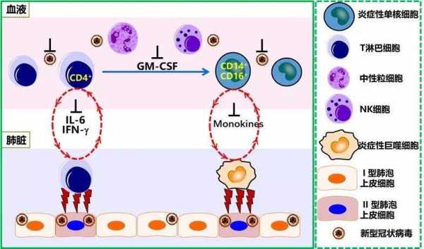 炎症反应过程（炎症反应过程中,白细胞参与一系列复杂的连续过程是指）-图2