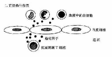 炎症反应过程（炎症反应过程中,白细胞参与一系列复杂的连续过程是指）-图3
