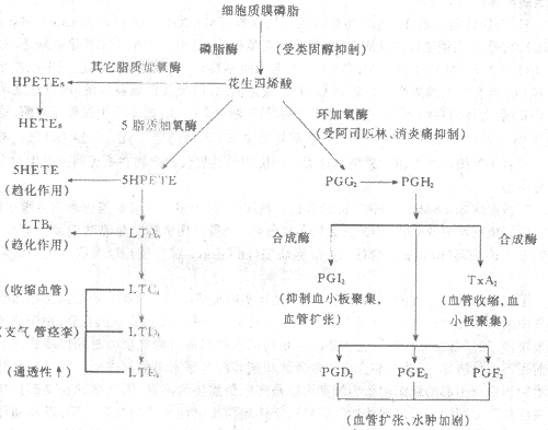 炎症反应过程（炎症反应过程中,白细胞参与一系列复杂的连续过程是指）-图1