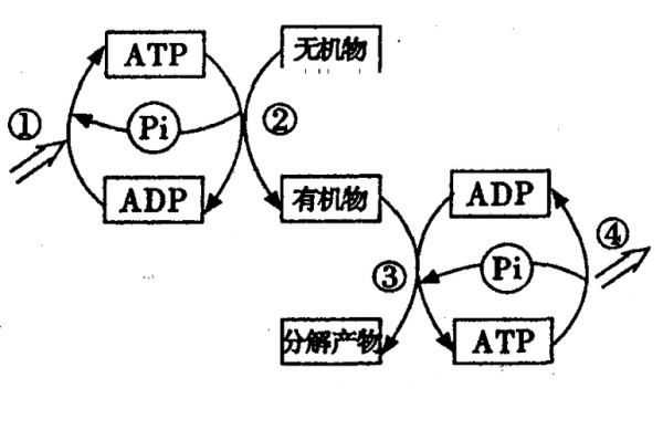 atp来着过程（atp产生的过程及场所）-图1