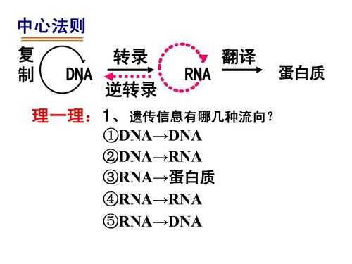 DNA翻译的过程图示（dna翻译流程图）-图1