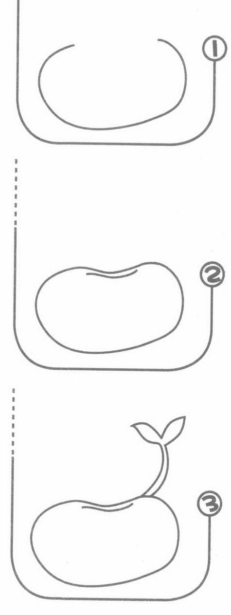蚕豆的发芽过程（蚕豆的发芽过程图片简笔画）-图3