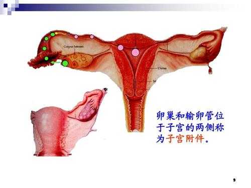 子宫附件发展过程（子宫附件发展过程图解）-图1
