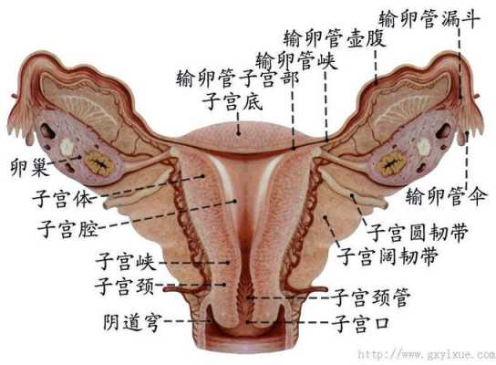子宫附件发展过程（子宫附件发展过程图解）-图2