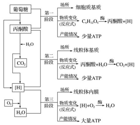 氧气代谢过程（氧气代谢过程图解）-图2