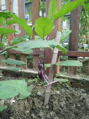 茄子植物生长过程（茄子植物生长过程图片）-图3