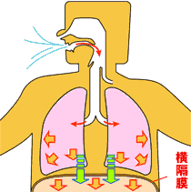 吸气呼气的过程视频（吸气呼气的过程示意动态图）-图2