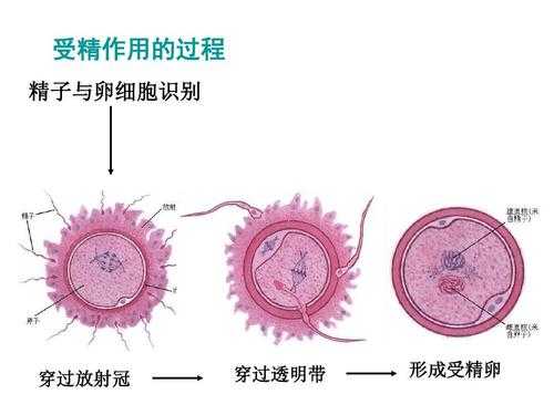 精子等卵子过程的简单介绍-图2