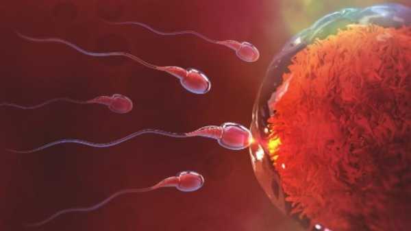 精子等卵子过程的简单介绍-图3