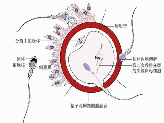 精子等卵子过程的简单介绍-图1
