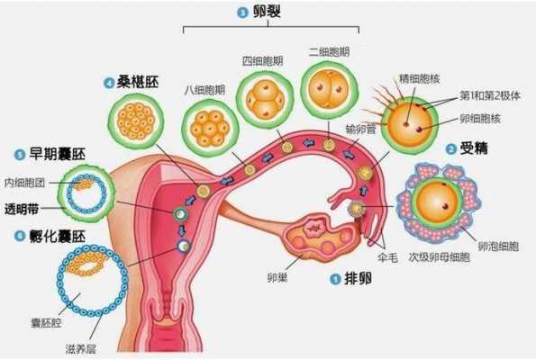 关于受精过程的（关于受精发生的部位说法正确的是）-图3