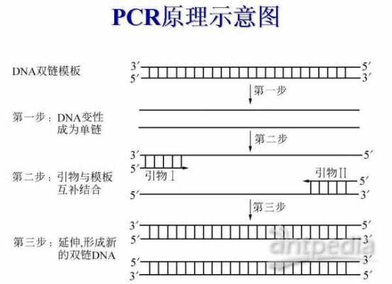 PCR基本循环过程（pcr的循环数的范围）-图1