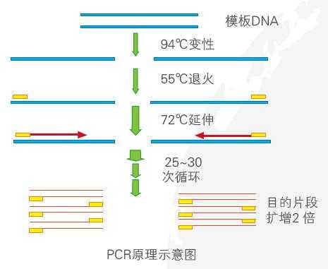 PCR基本循环过程（pcr的循环数的范围）-图2
