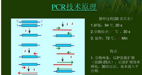 PCR基本循环过程（pcr的循环数的范围）-图3