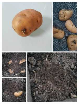 观察土豆发芽过程记录（土豆发芽的观察）-图2