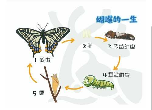 蝴蝶在演变过程（蝴蝶演变过程简述说明）-图1