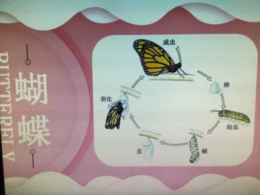 蝴蝶在演变过程（蝴蝶演变过程简述说明）-图2