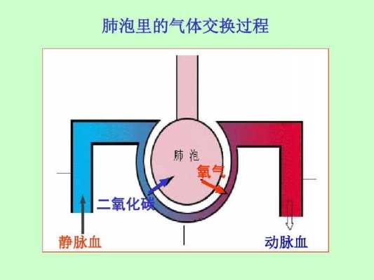 气体交换的过程（体内气体交换的过程）-图2