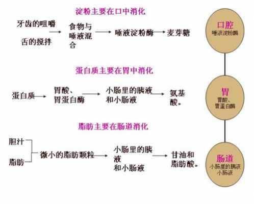 淀粉消化的详细过程（淀粉的消化吸收过程图）-图1