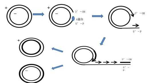 d环复制过程（D环复制过程）-图3