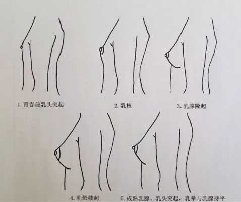 女生发育过程图片（女生发育的表现）-图3