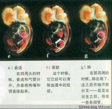 胎儿发育过程中央电视（胎儿发育纪录片）-图2
