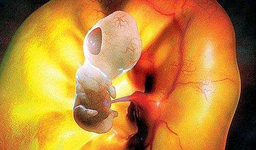 胎儿发育过程中央电视（胎儿发育纪录片）-图3