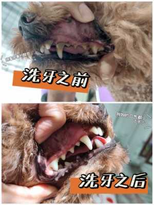 狗狗洁牙过程视频（狗狗洁牙过程视频大全）-图1