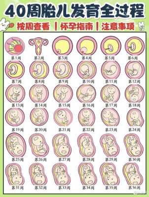 怀孕成长过程图片（宝宝怀孕成长过程图片）-图1